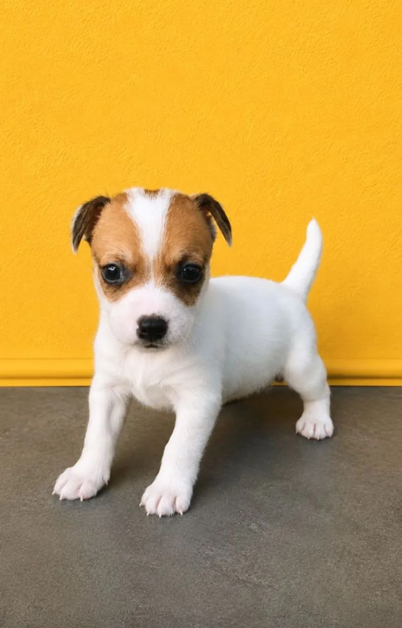 Jack Russell Terrier 