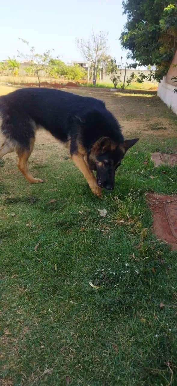   Doação  - Foto 2