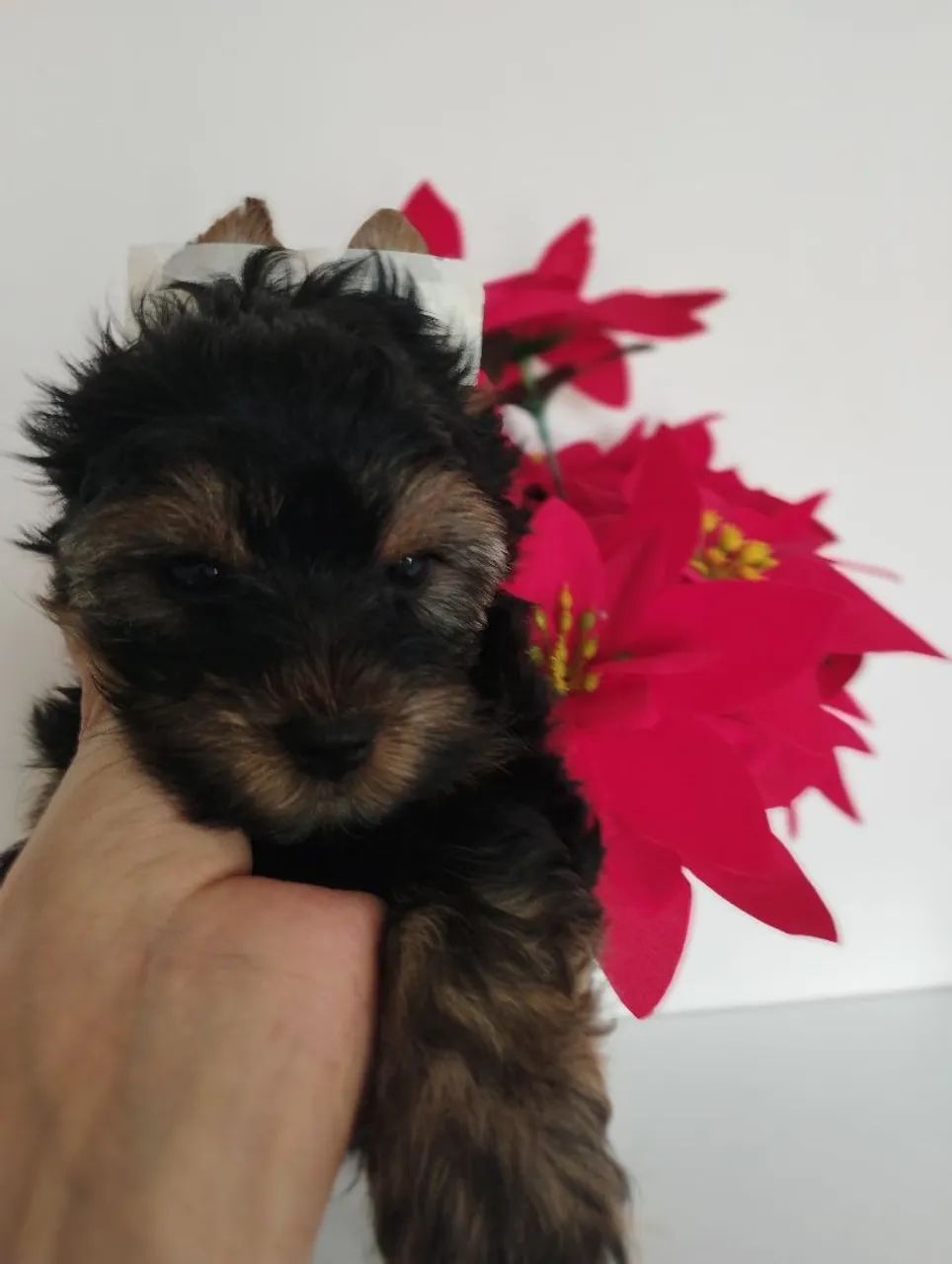 Yorkshire a pronta entrega