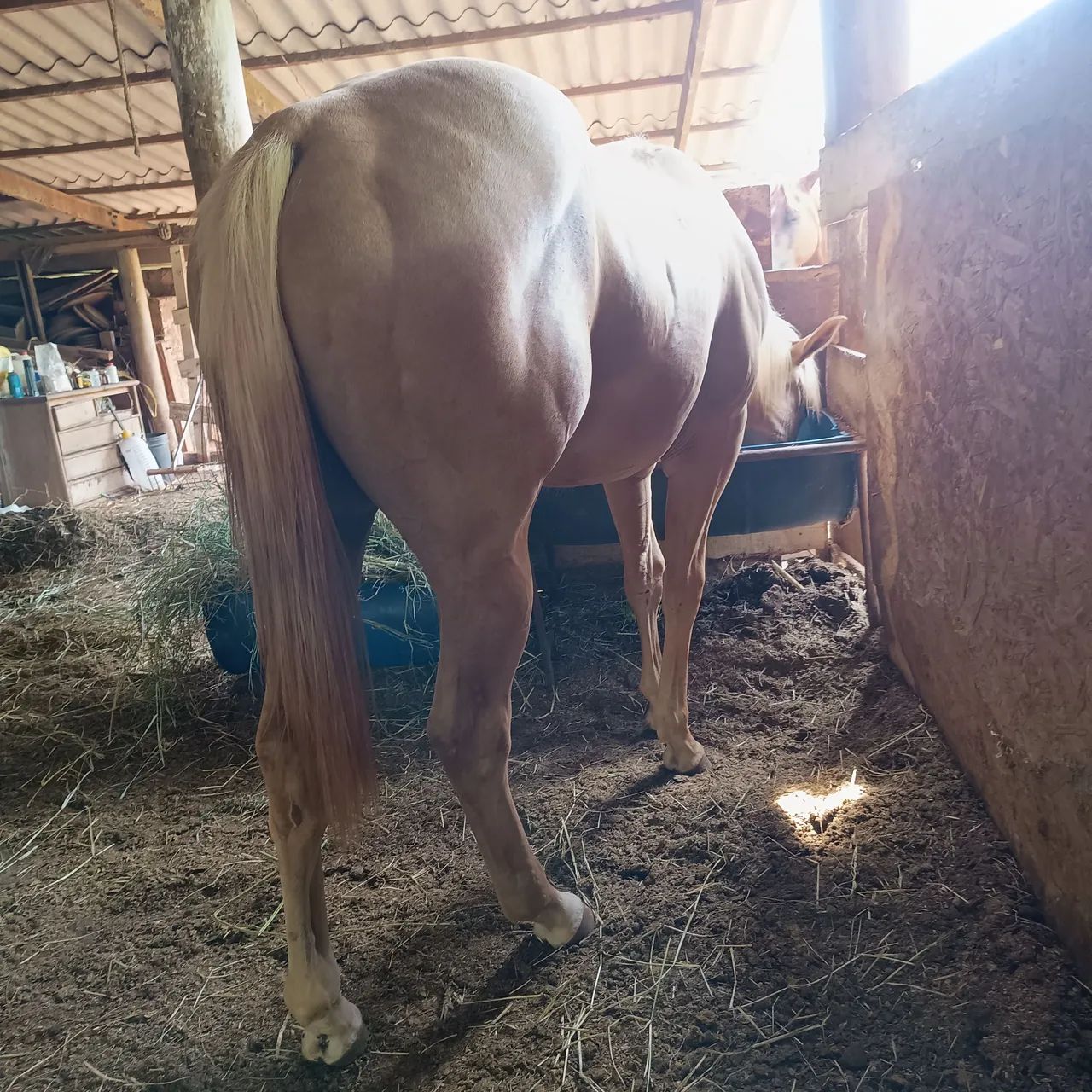 Animais  - Foto 5
