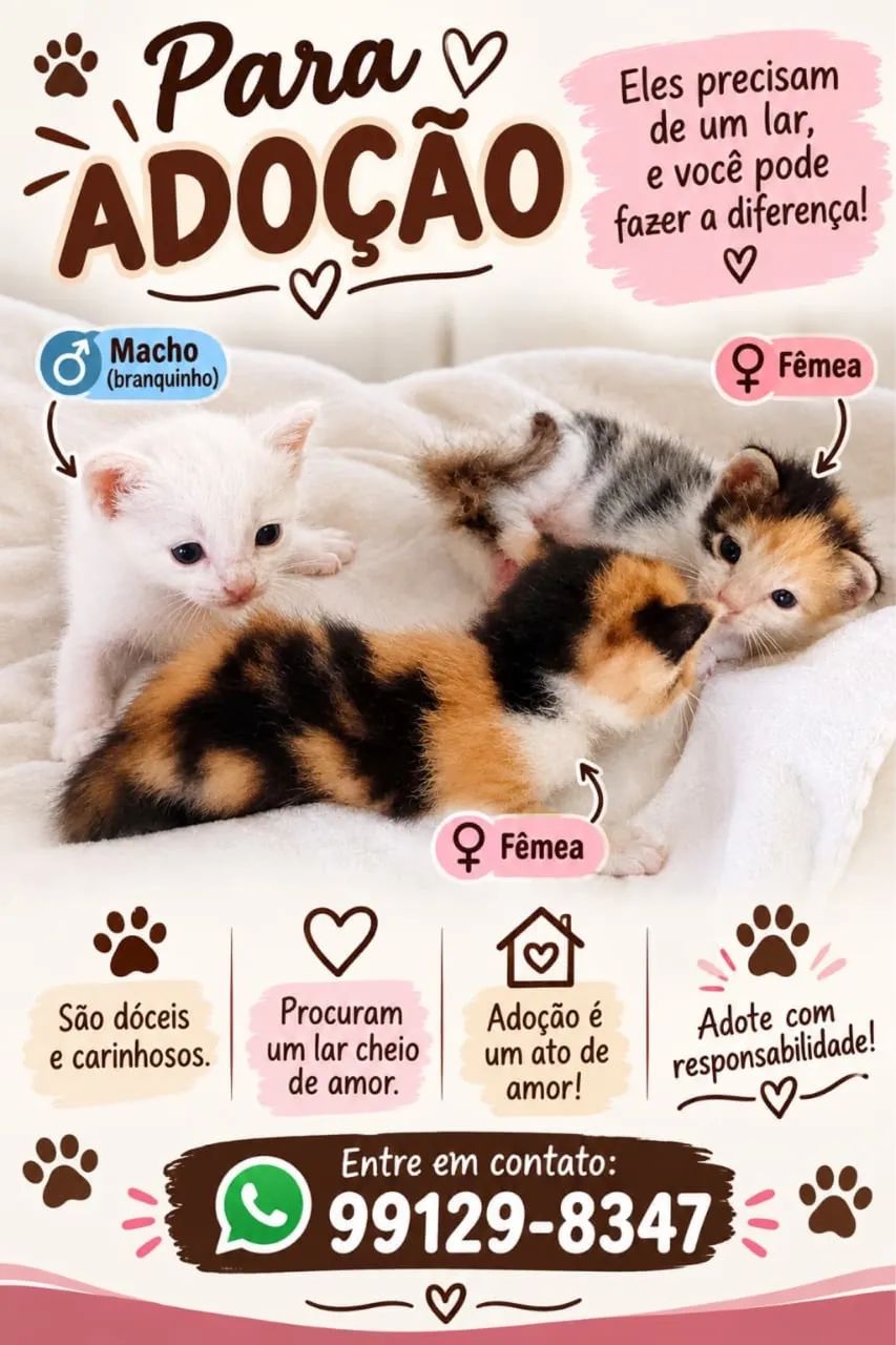 Adoção responsável gatinhos 