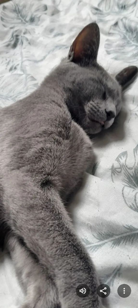 Gato cinza SRD - Foto 2