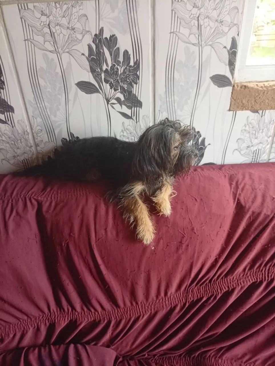 Cachorro ? - Foto 2
