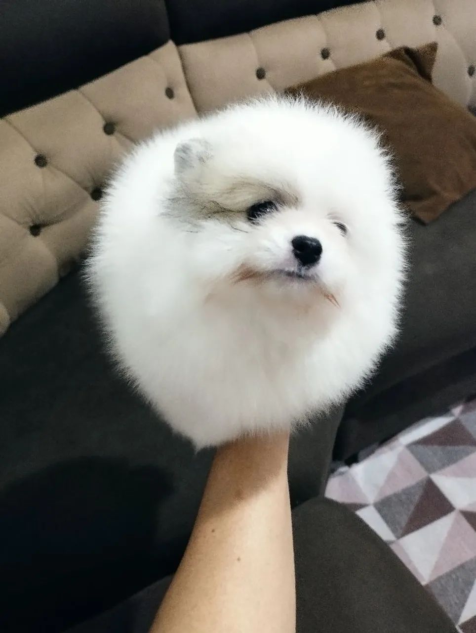 Spitz machinho branco  - Foto 4