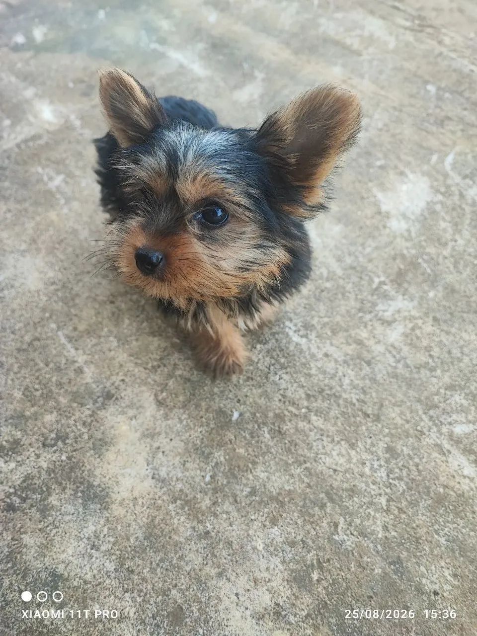 Yorkshire Terrier macho - Foto 2