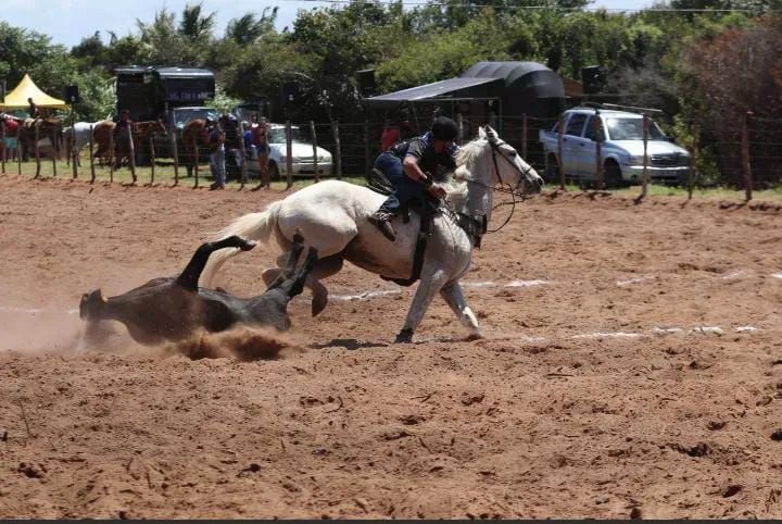 Cavalo direita 13.500 - Foto 3