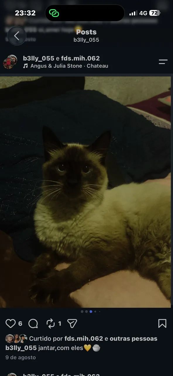 Gatos  - Foto 2