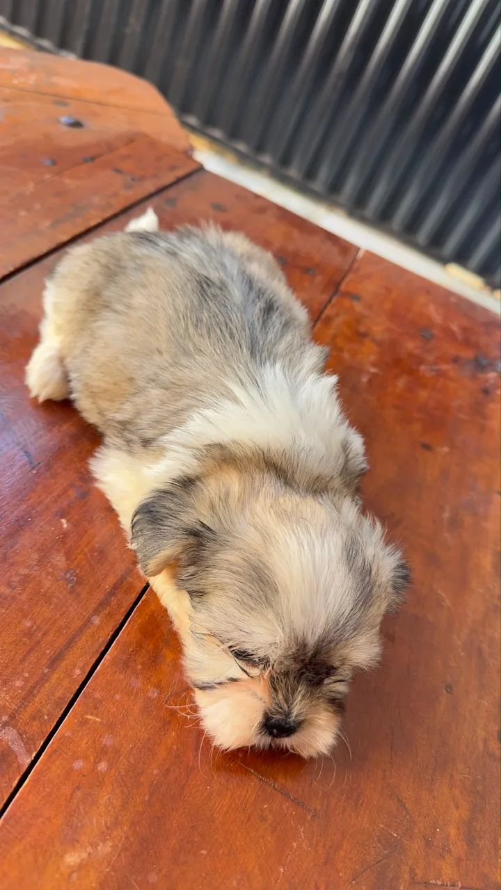 Lhasa Apso filhote  - Foto 3