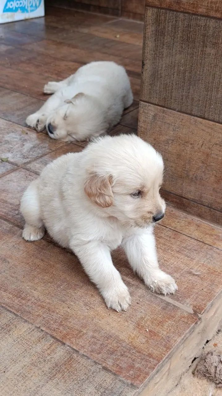 Golden Retriever  - Foto 3