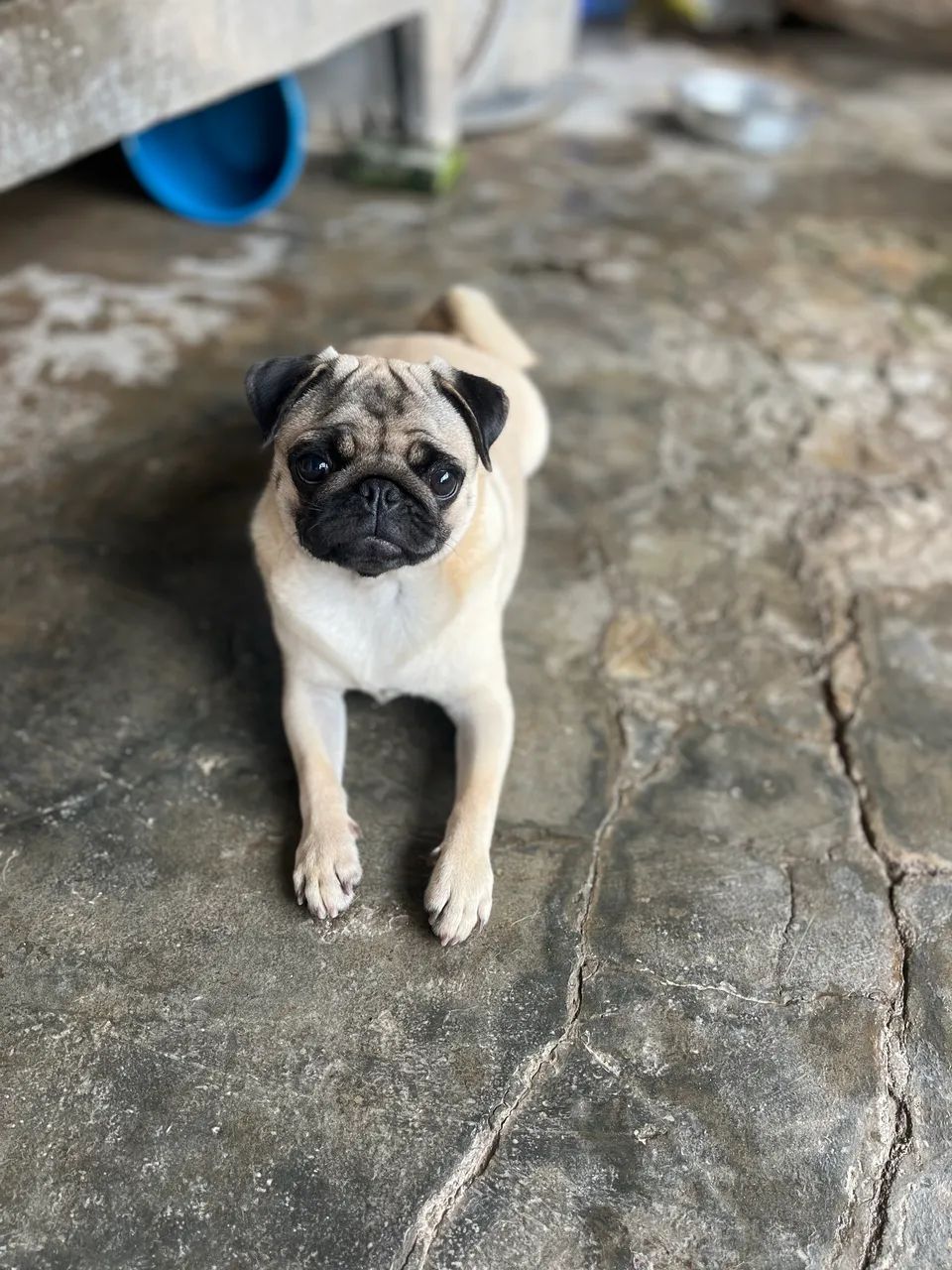 Cachorra Fêmea PUG - Foto 4