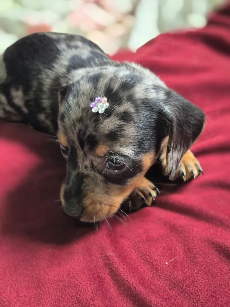 Dachshund (salsicha) - Foto 4