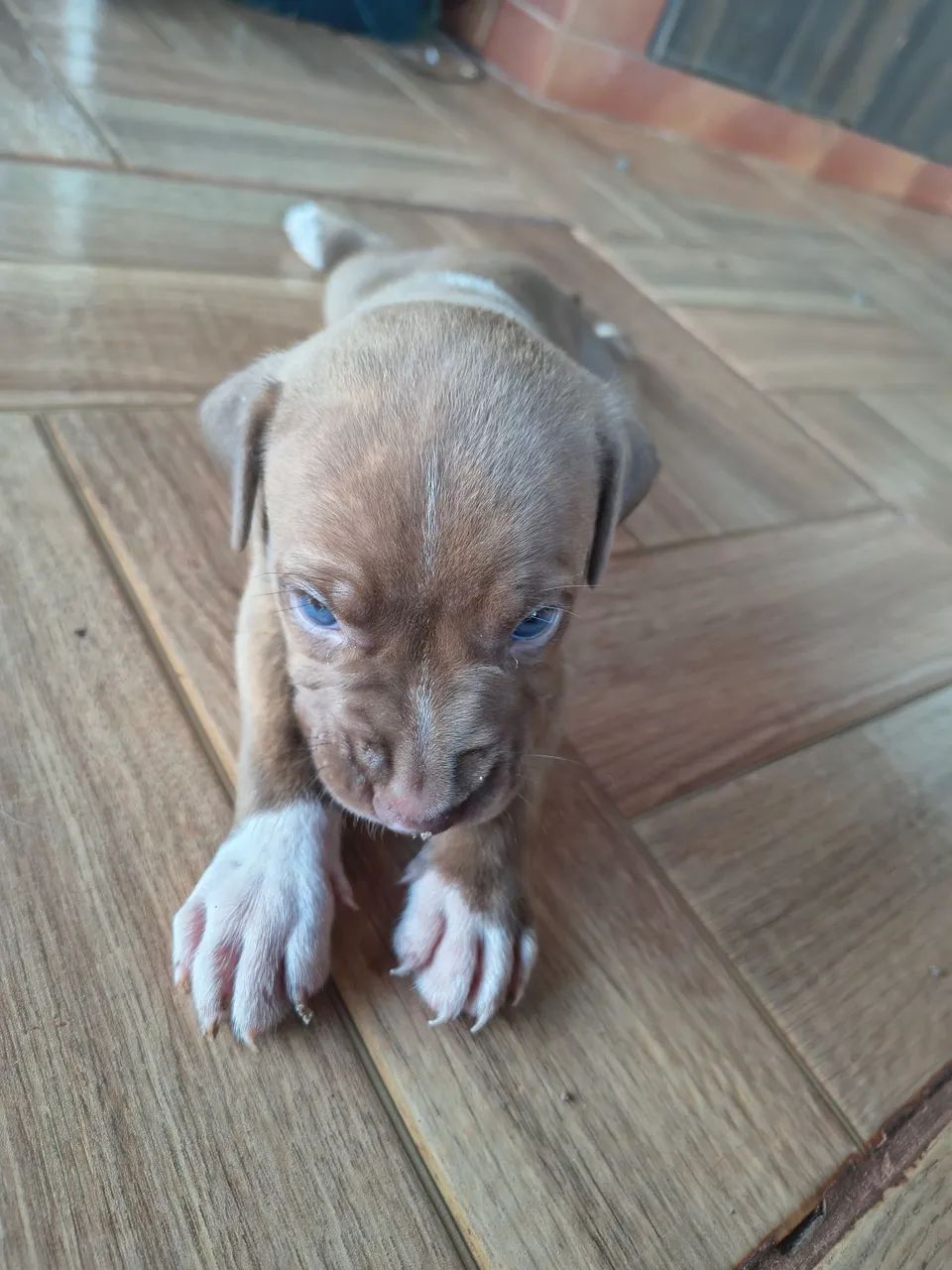Pitbull - Foto 4