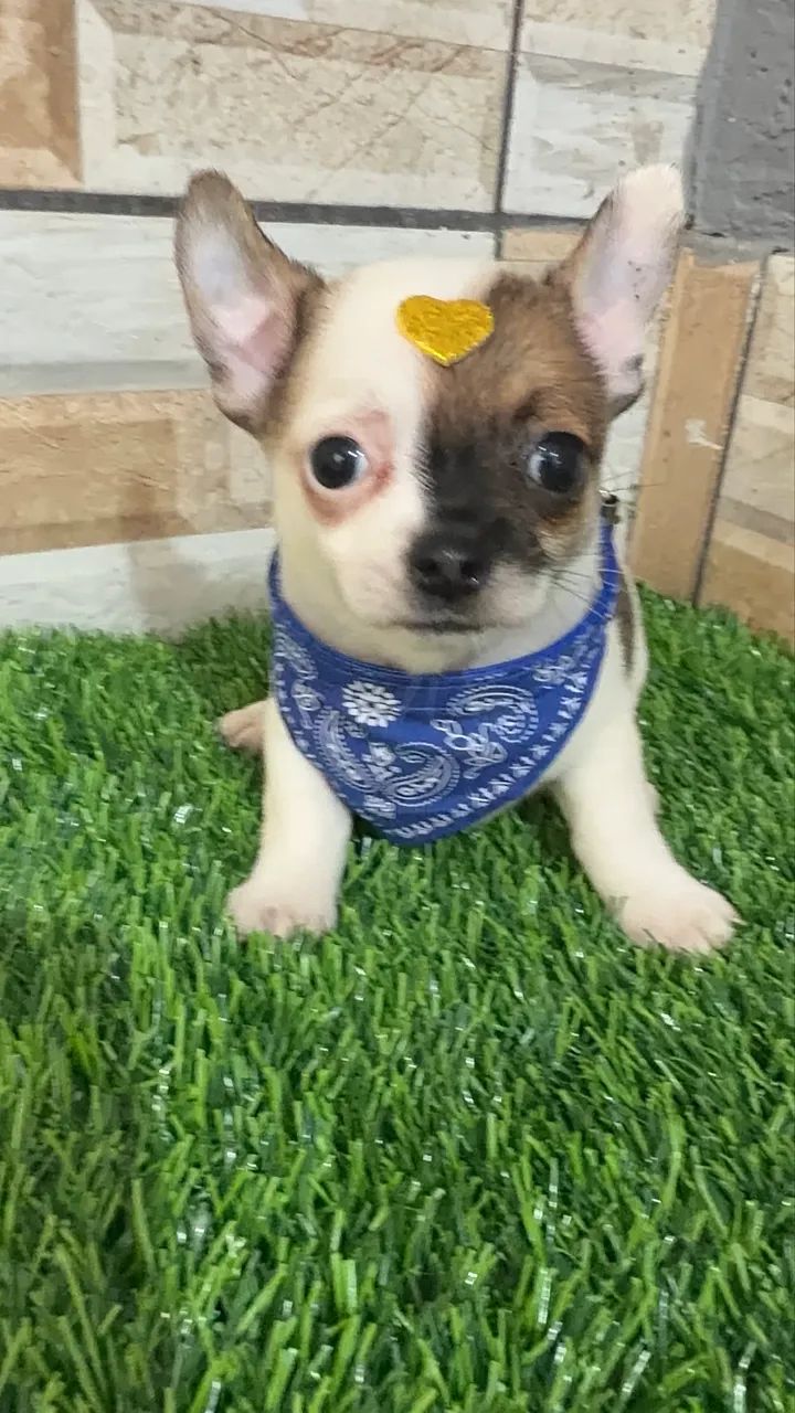 Chihuahua  - Foto 2