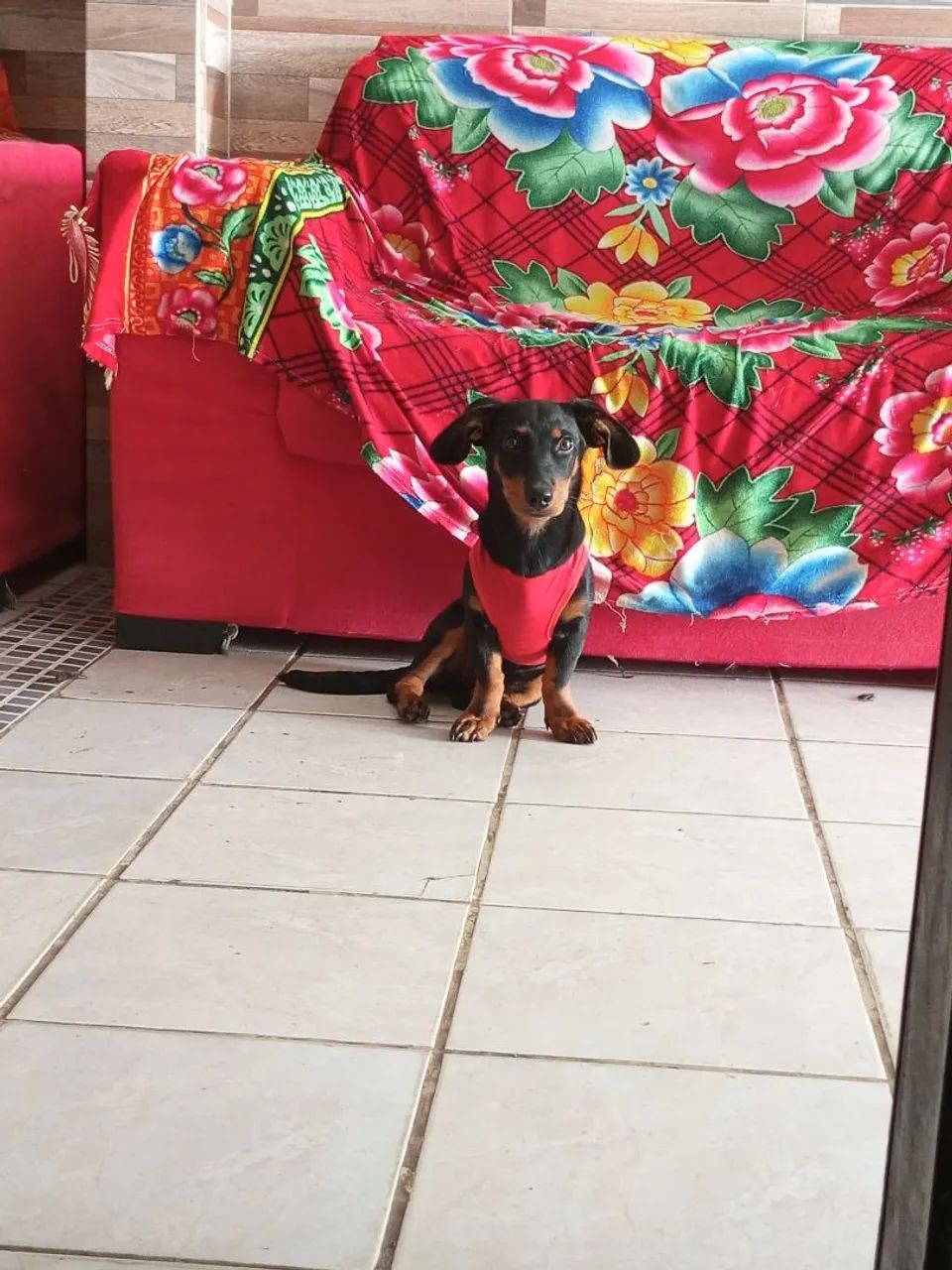 Salsicha  - Foto 3