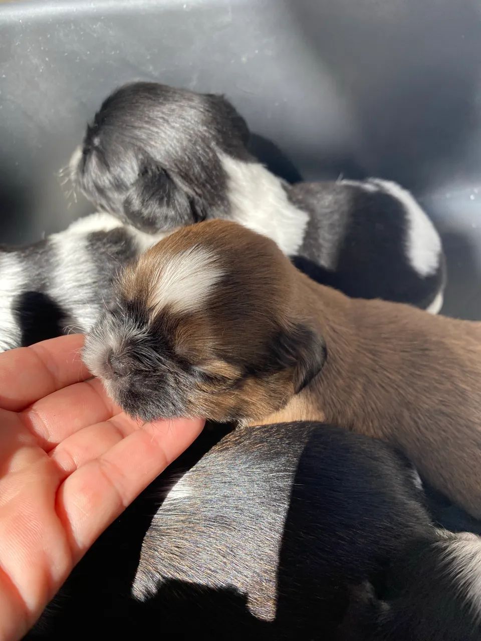 Machinho shihtzu  - Foto 5