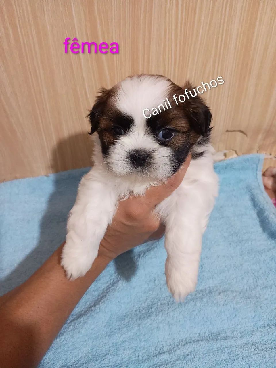 Vende se shitzu puro 