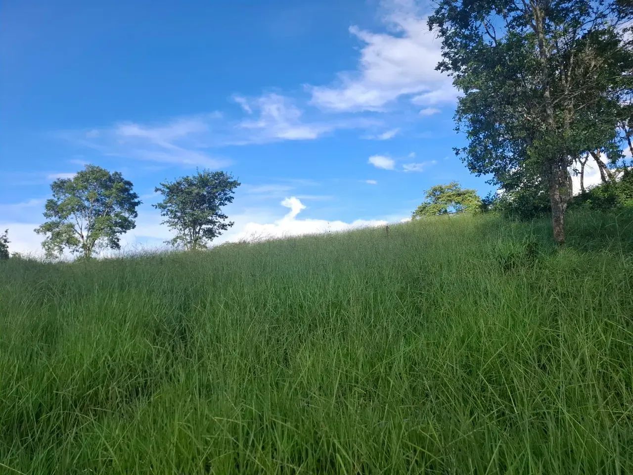 Fazenda - Jaraguá - GO - Foto 5