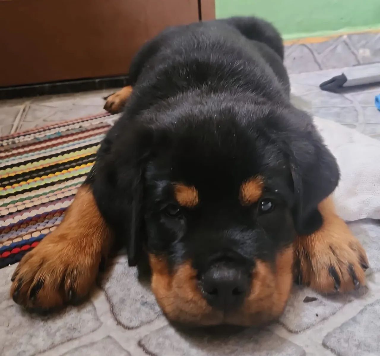 Rottweiller oportunidade  - Foto 4