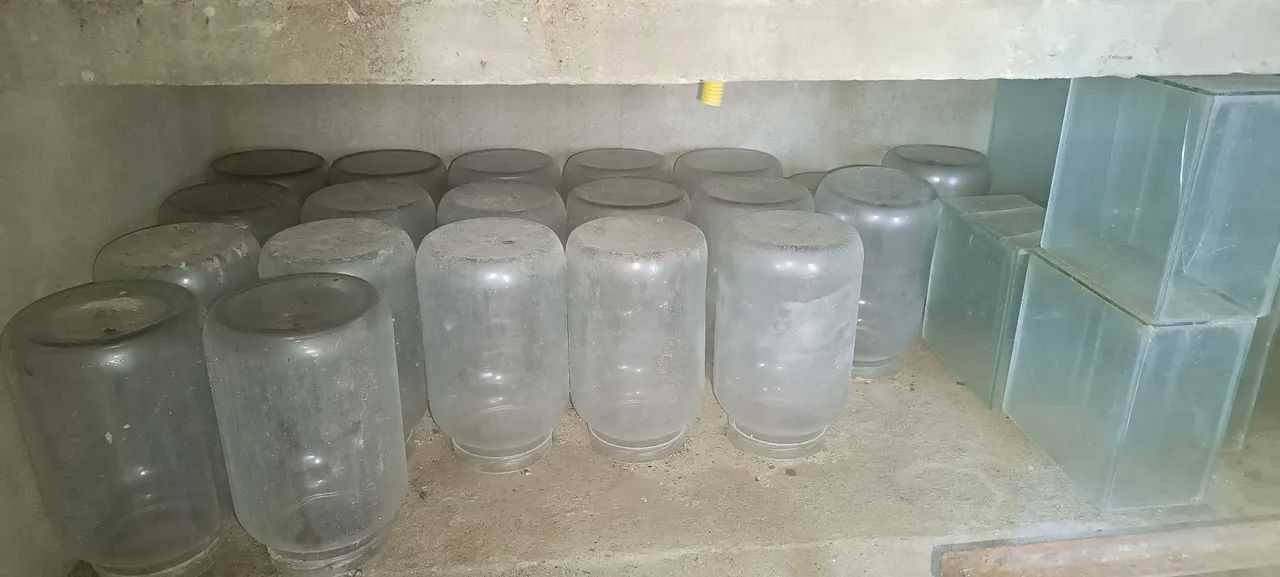 Vidros Para Criação de Betta
