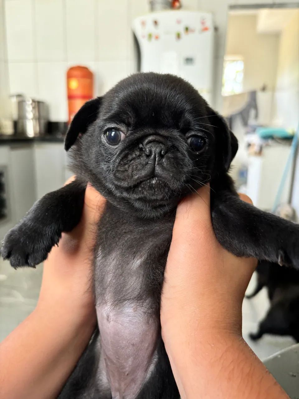 Filhote de Pug - Foto 4
