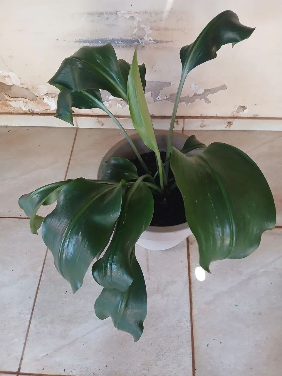 Planta lírio da Amazônia  - Foto 3