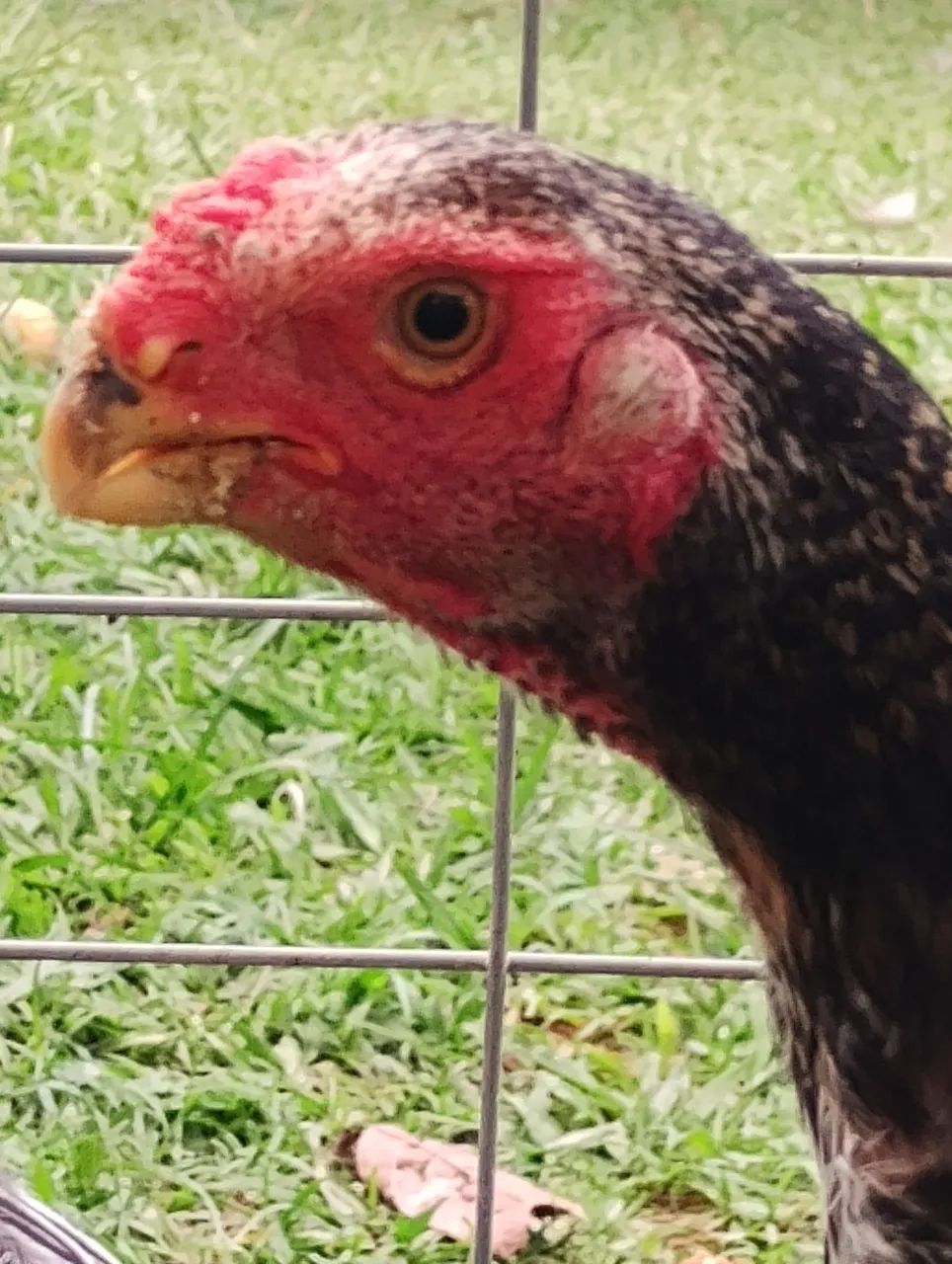 Frango índio bico curto  - Foto 4