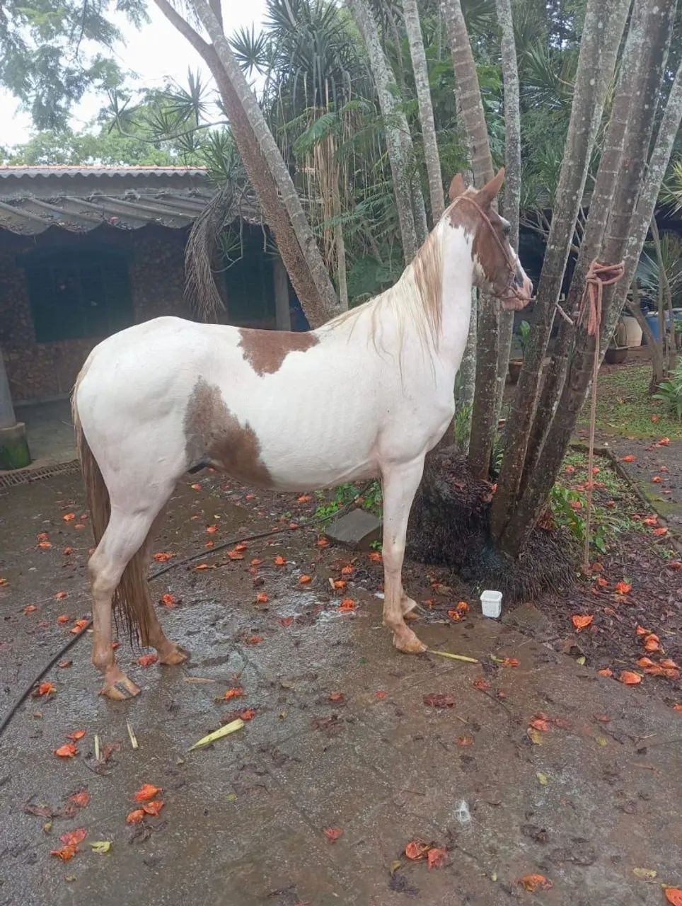 Cavalo MM 