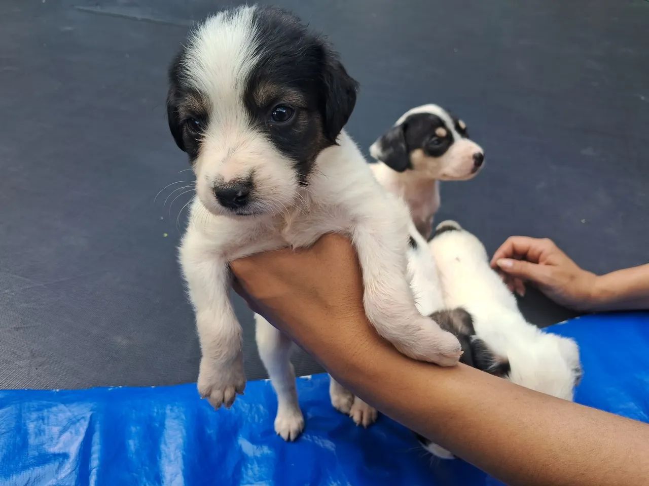 Doação Responsável 