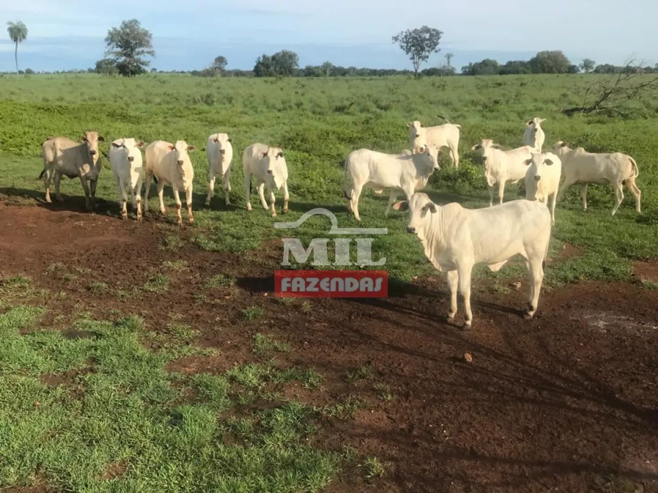 Fazenda 124 Alqueires em Nova Crixás - GO - Foto 3