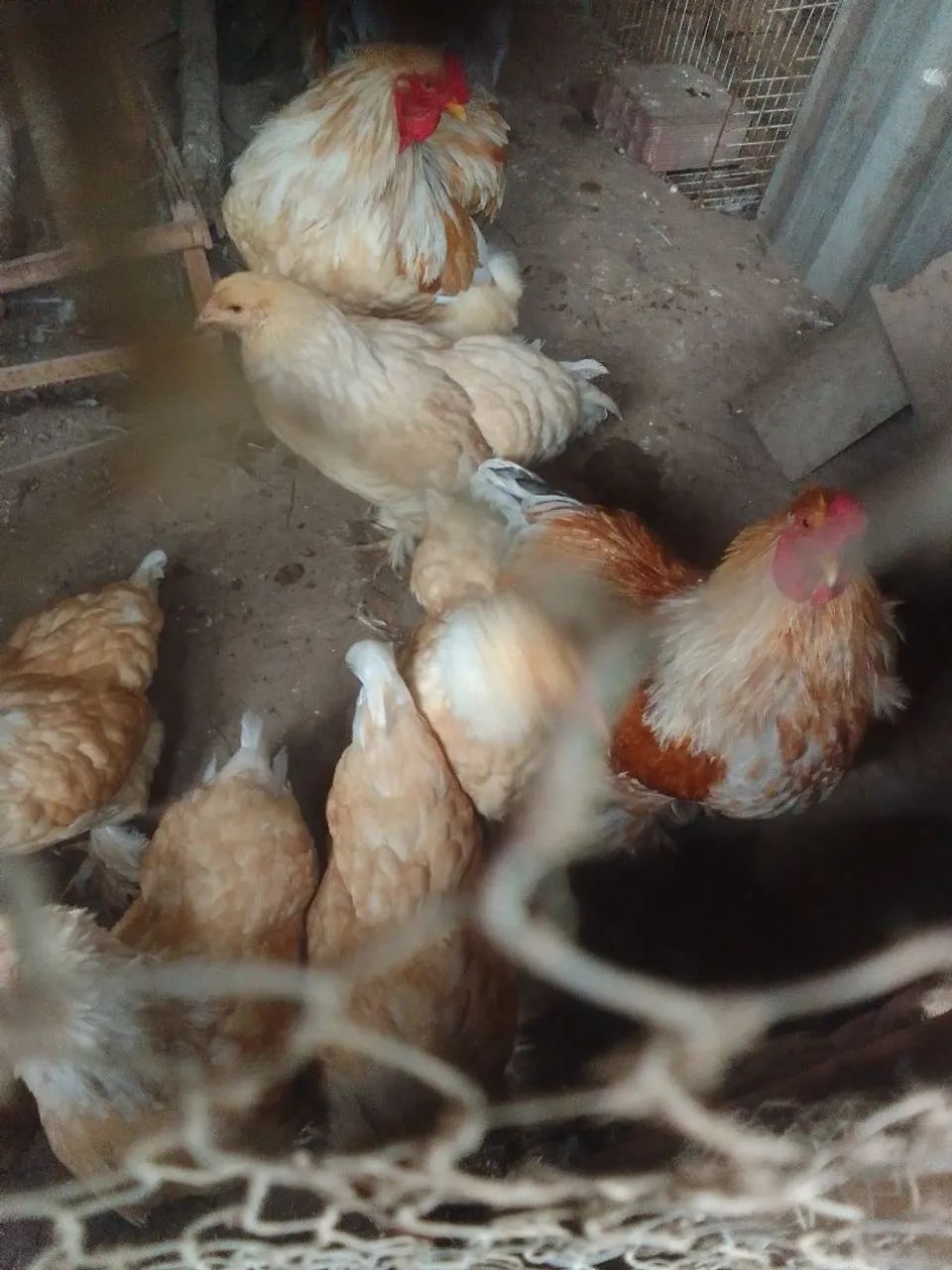 Galos e galinhas Brahma  - Foto 3