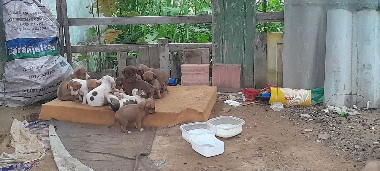 Estou doado  - Foto 3