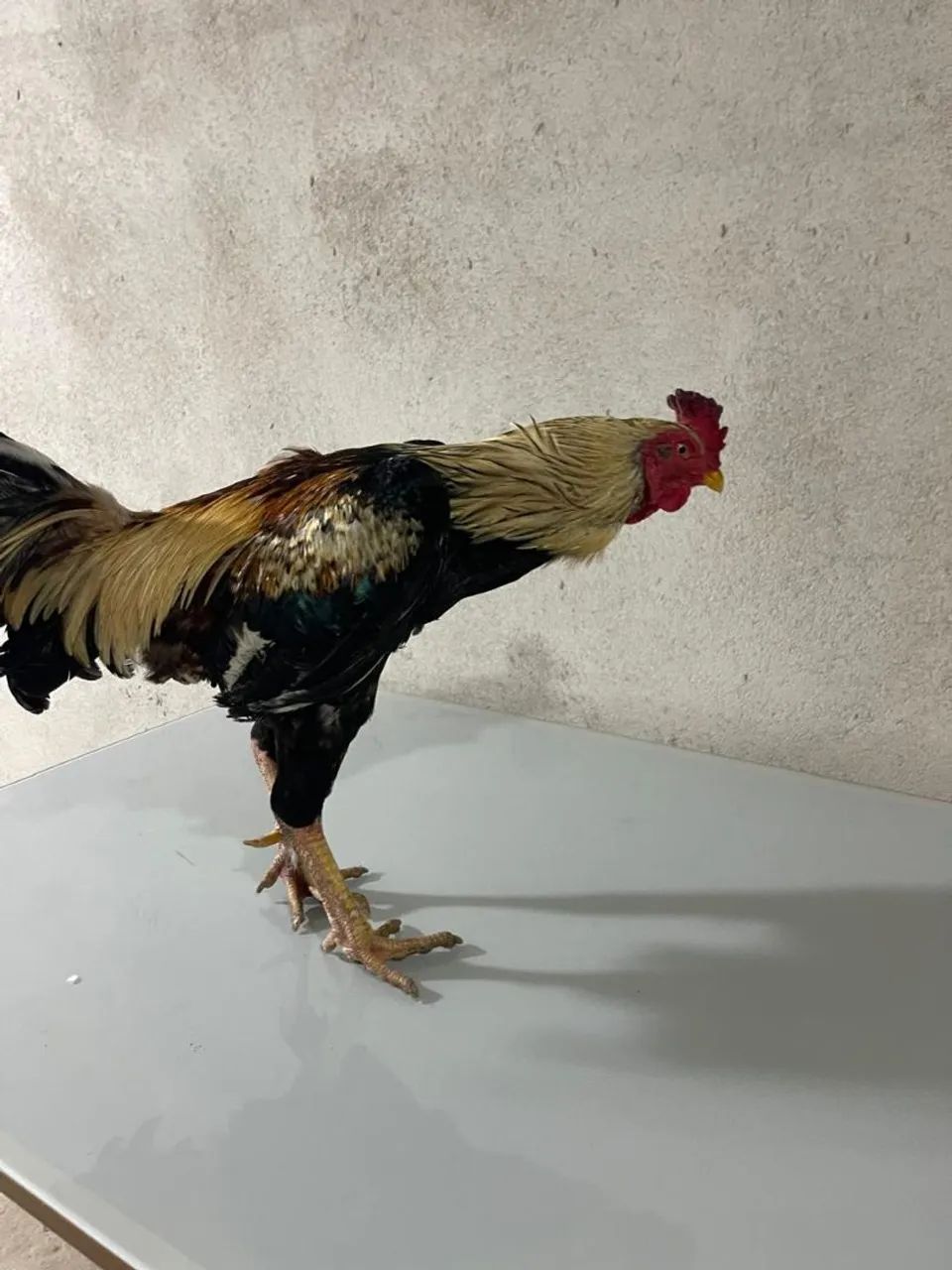 Galo - Foto 3