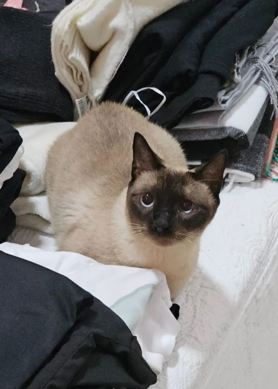 Gato siamês 