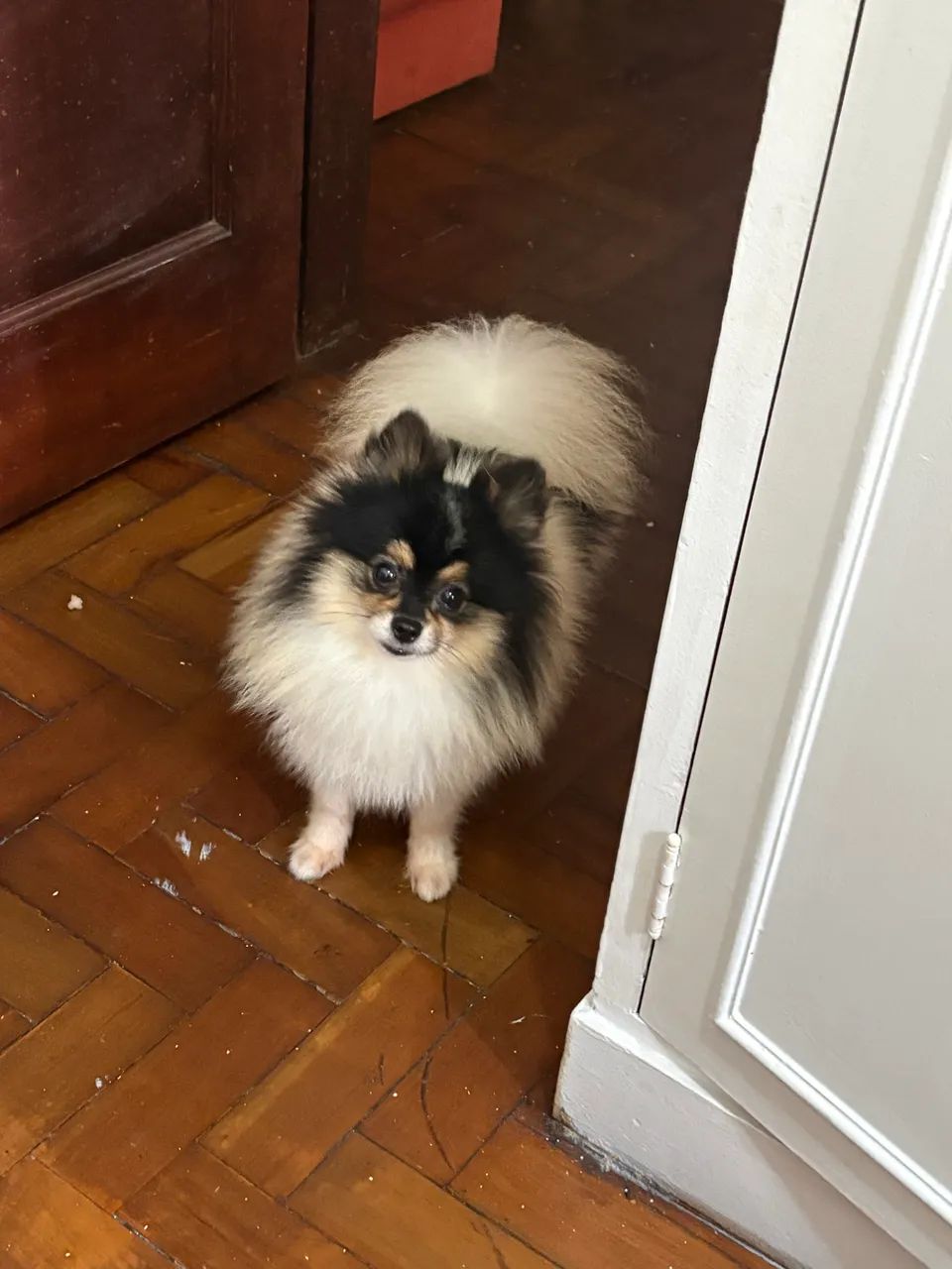 Macho spitz alemão anão - Foto 5