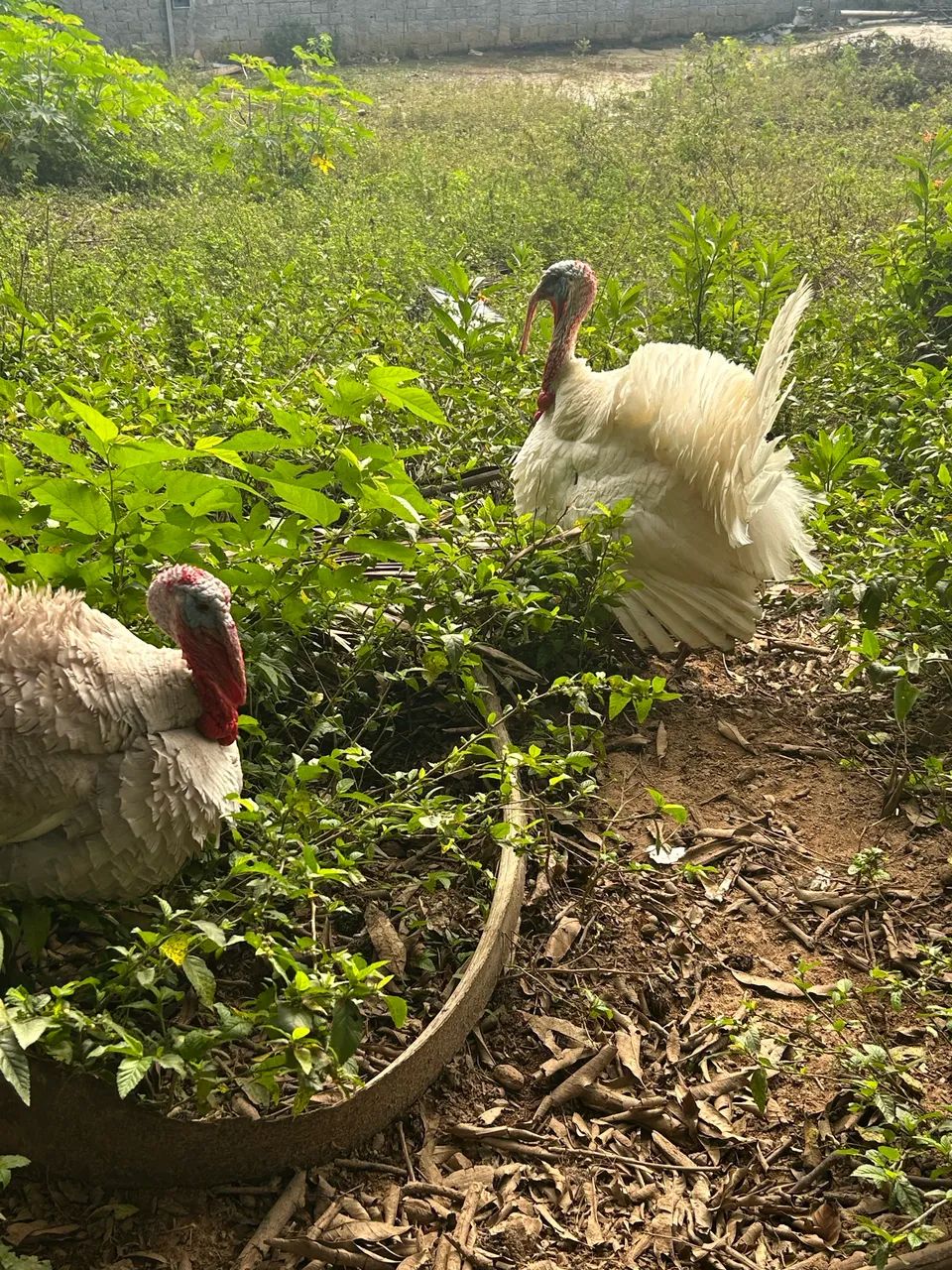 Vendo 2 Peru macho da coroa branco e lavanda 200,00 cada um  - Foto 4