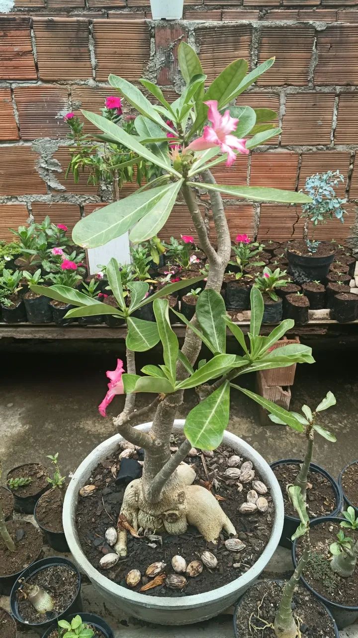 Rosa do deserto  - Foto 3