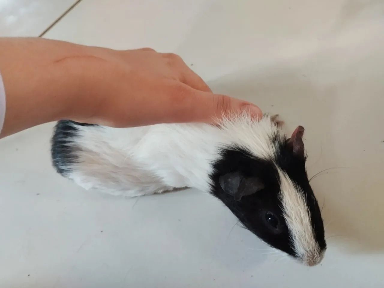 Porquinhos da índia  - Foto 2