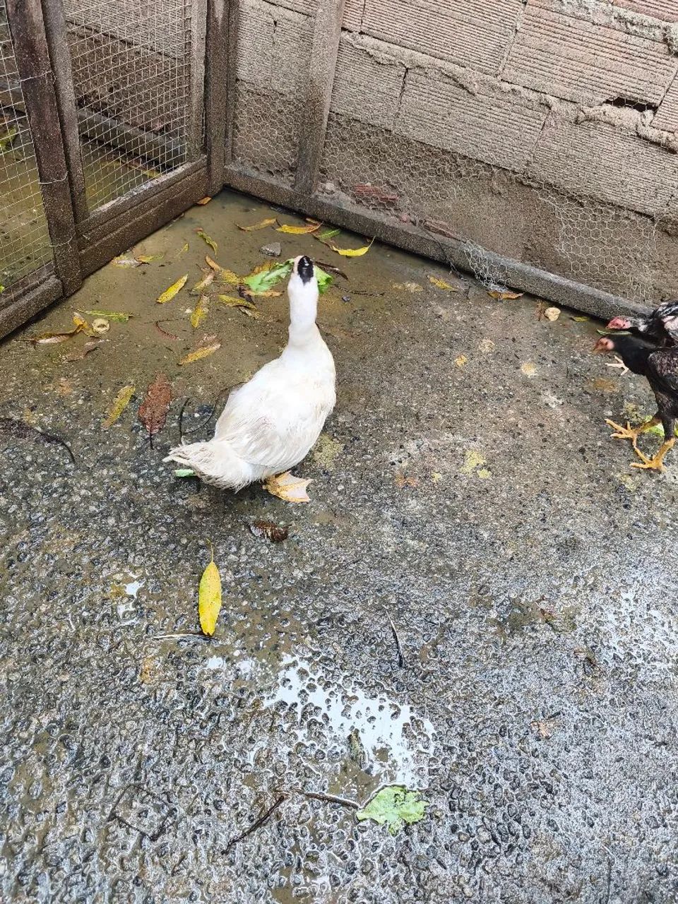 Vendo pato filhote  - Foto 2