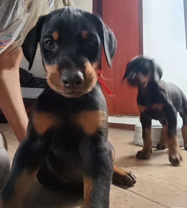 Filhote de Doberman - Foto 3