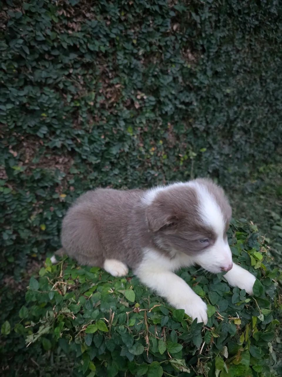 Filhote de Border Collie com pedigree cbkc - Foto 5