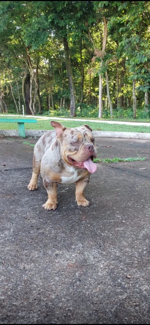 American Bully ( COBERTURA ) - Foto 2