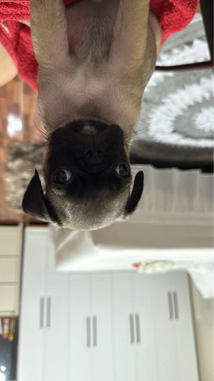 Pug disponível  - Foto 2