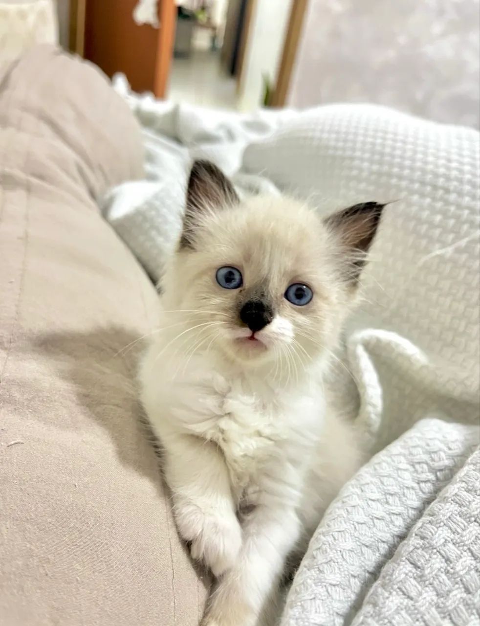 Gato persa com siamês  - Foto 2