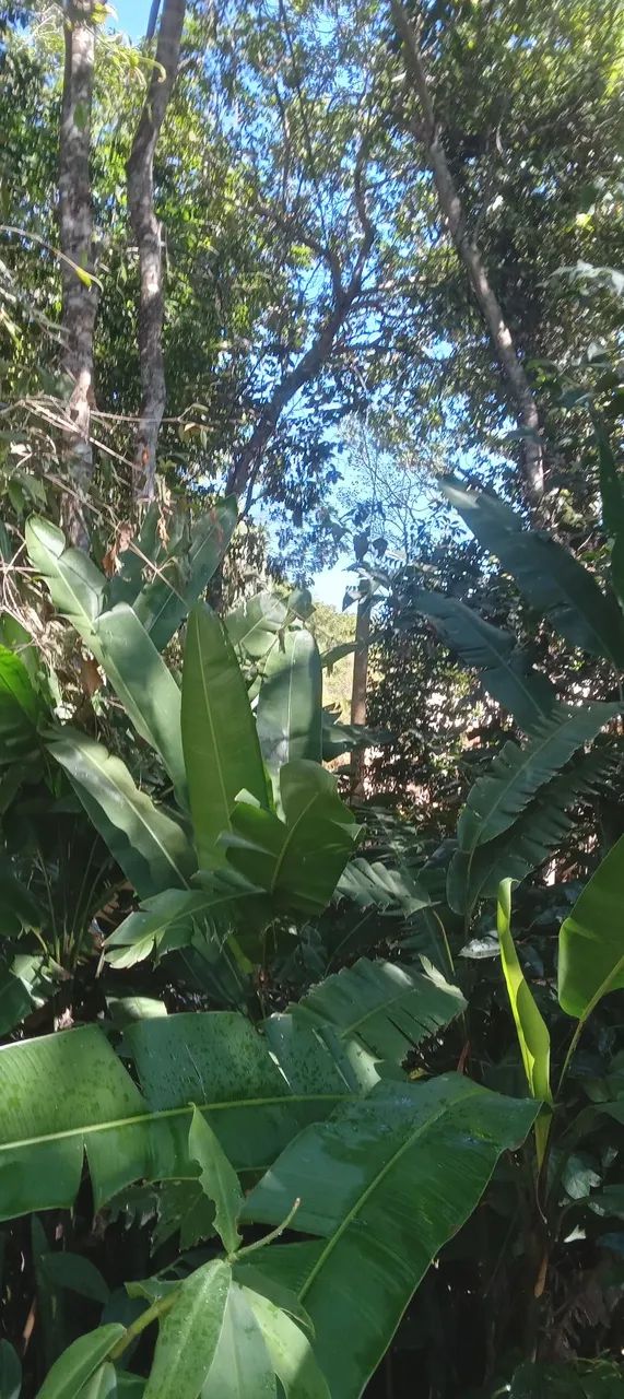 1 muda de heliconia rostrata - rizoma - Foto 2
