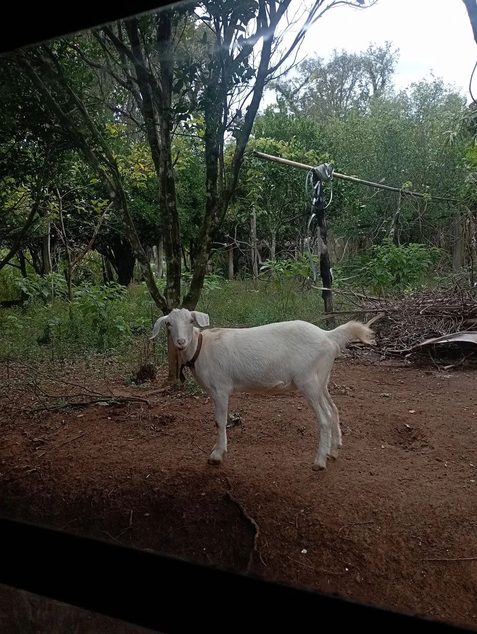 CABRA SAANEN RAÇA SUÍÇA LEITEIRA  - Foto 2