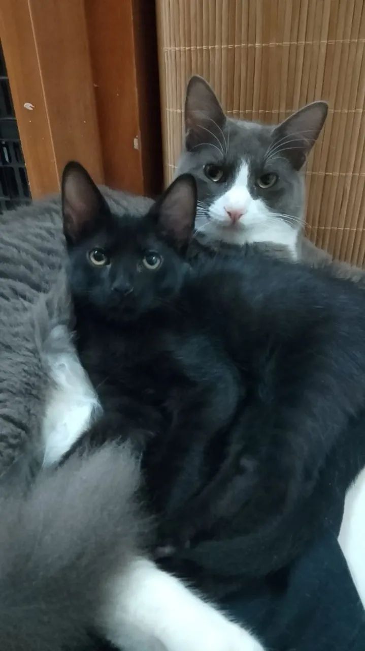 Gatos para adoção 