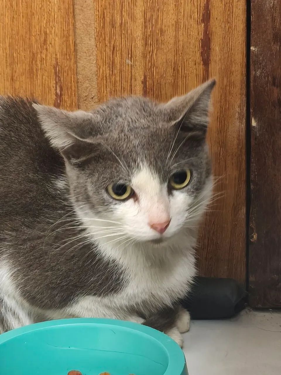 Gato adoção