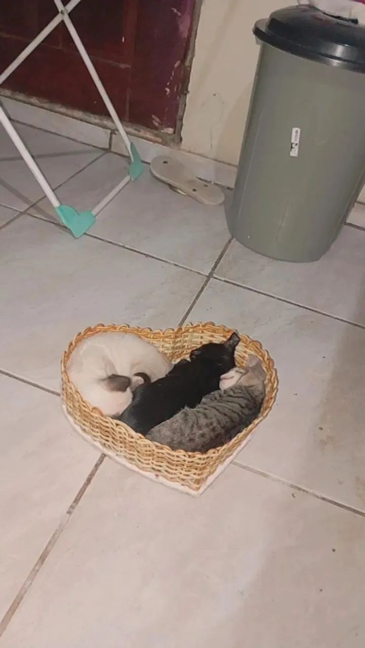 Filhotes para doação  - Foto 2