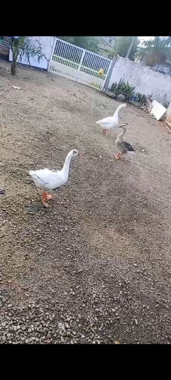 Vendo gansos 
