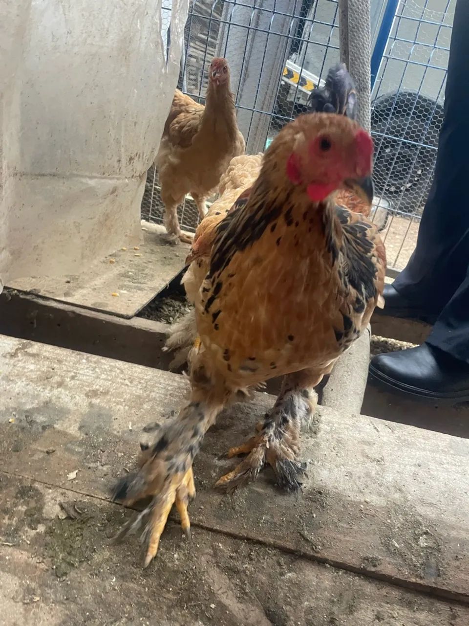Galo Brahma - Foto 4
